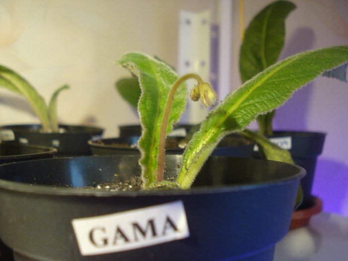 Gama (6-XI-2012-Piotr) - Streptocarpusi