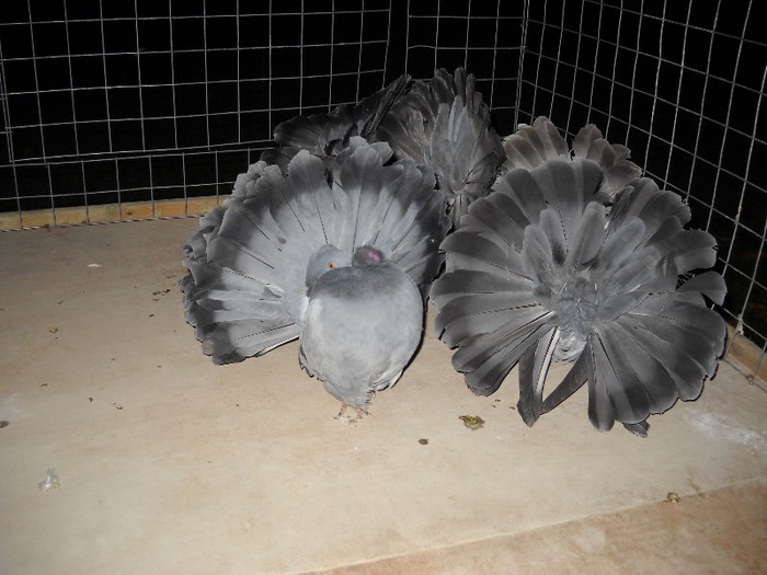 noiembrie 5 2012 046