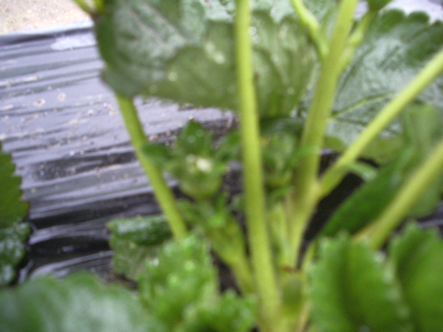 IMGP8773 - capsuni 2012 albion