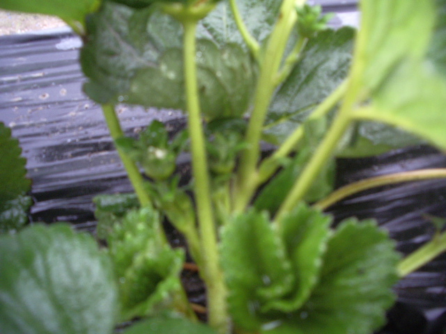 IMGP8774 - capsuni 2012 albion