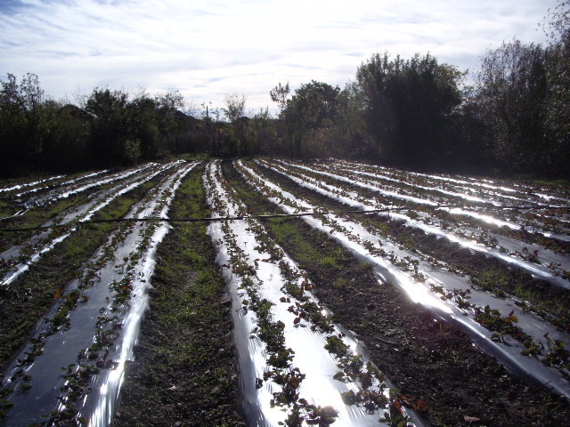IMGP8779 - plantatie octombrie 2012-2013