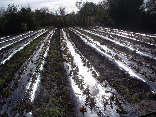 IMGP8782 - plantatie octombrie 2012-2013