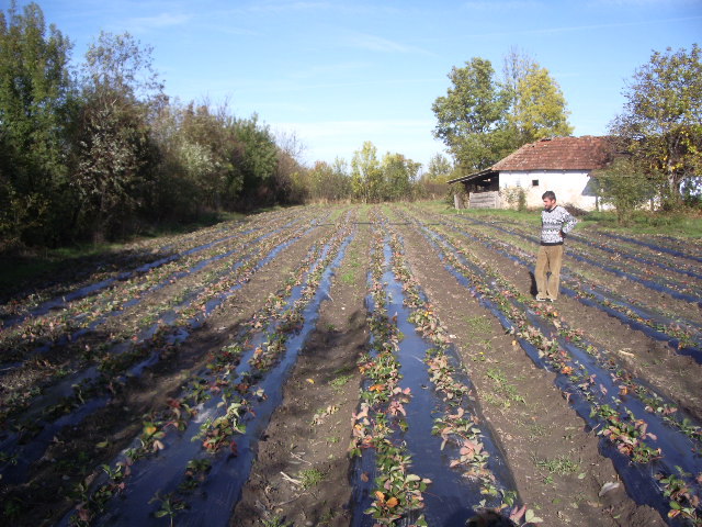 IMGP8790 - plantatie octombrie 2012-2013