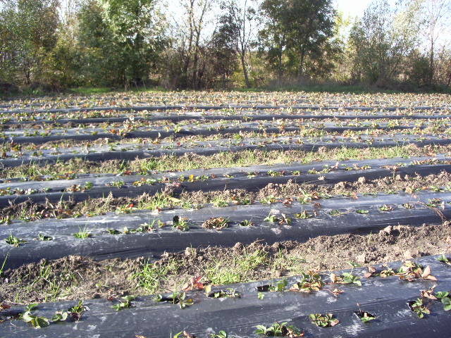 IMGP8794 - plantatie octombrie 2012-2013