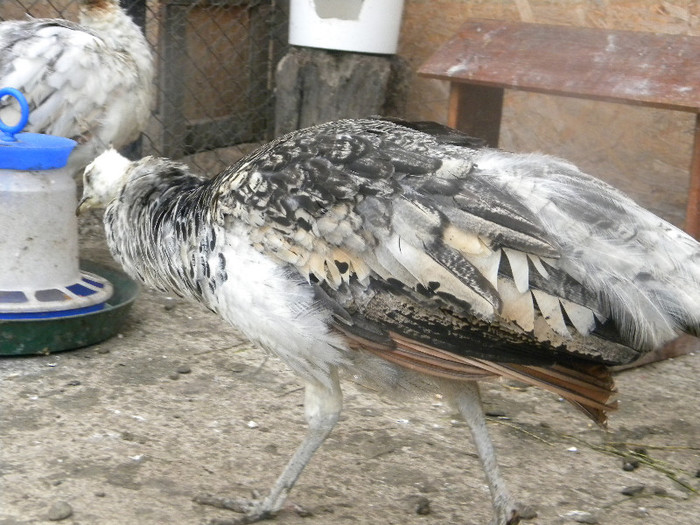 DSCN4135 - PUI DE PAUN UMAR NEGRU-2012