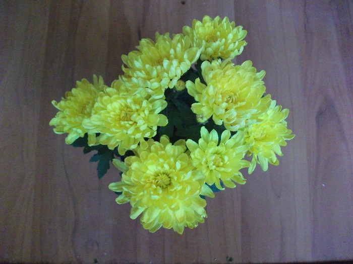 Picture 375 - Crizanteme