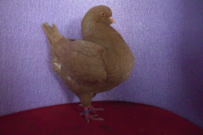 king tineret 2012 163 - KING 2012