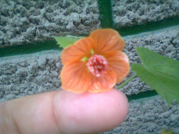 Fotografie1115 - Abutilon