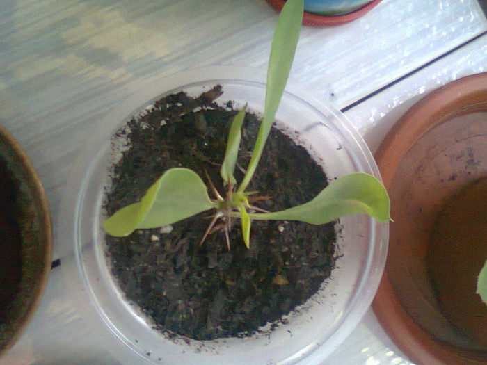 Fotografie1072 - Euphorbia