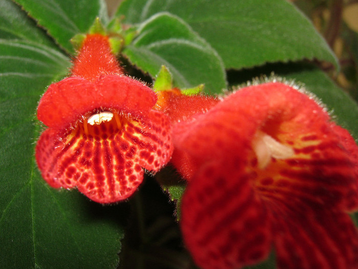 1 - KOHLERIA MEA