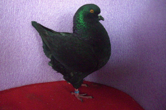 15 king tineret 2012 ,689; 15 689
