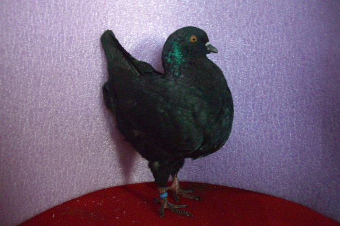 16 king tineret 2012 ,698; 16 698
