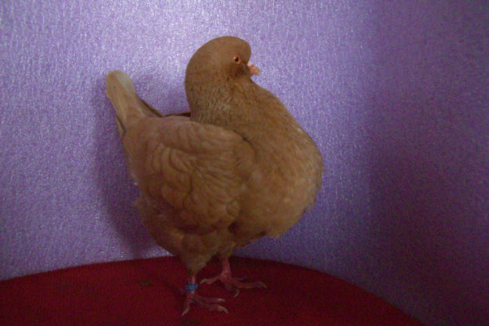 18 king tineret 2012 ,F 682; 18 F 682
