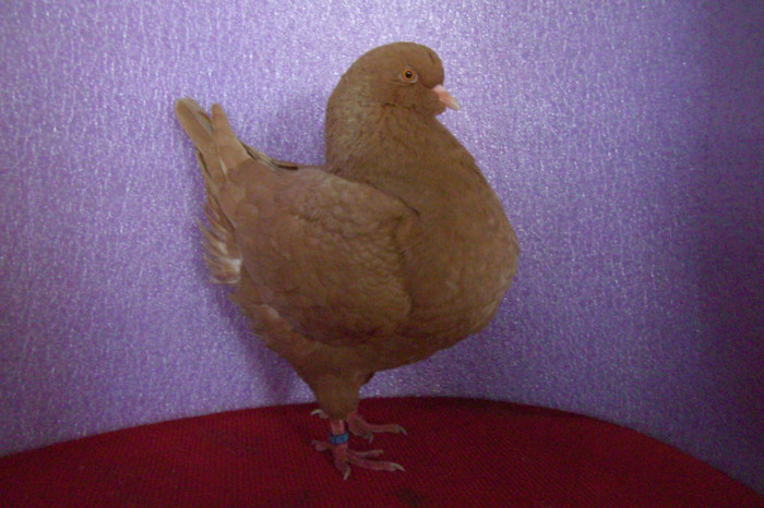 19 king tineret 2012 F 633; 19 F 633
