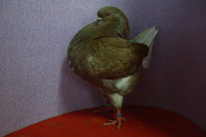 27 king tineret 2012 VINDUT; 27 REZERVAT
