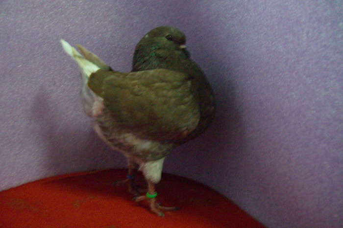 29 king tineret 2012 F VINDUT; 29 REZERVAT
