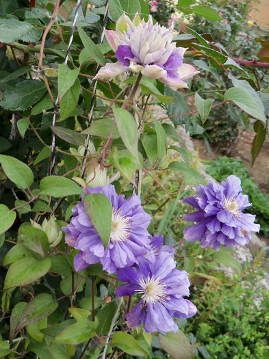 Kiri Te Kanawa inceput de noiembrie 2012 - CLEMATIS 2012