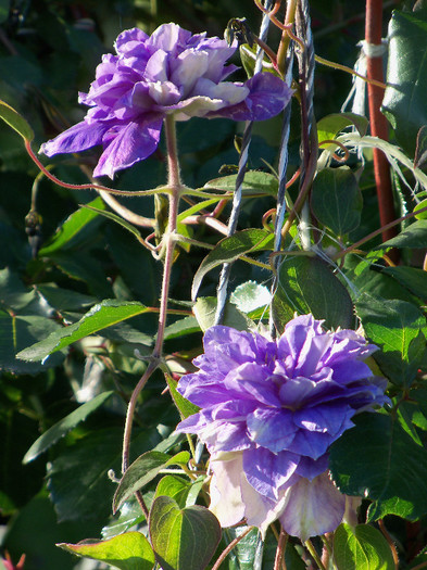 Kiri Te Kanawa inceput de noiembrie 2012 - CLEMATIS 2012