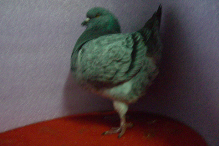 33 king tineret 2012 M 634; 33 M 634
