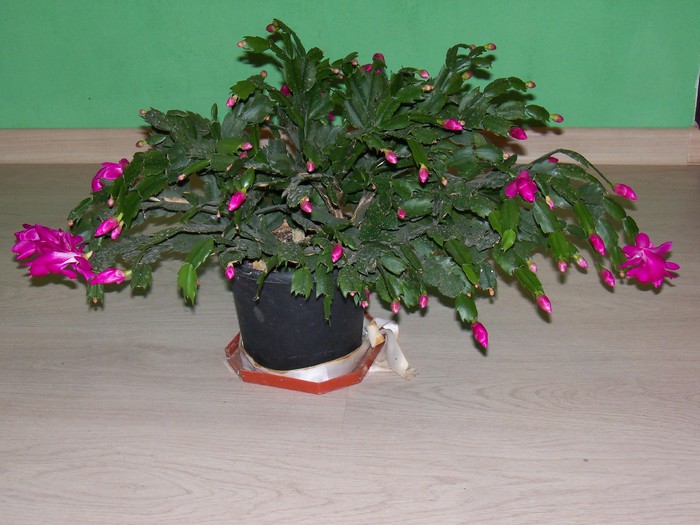 101_5936 - SCHLUMBERGERA TRUNCATA