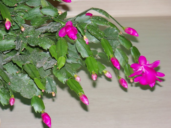 101_5935 - SCHLUMBERGERA TRUNCATA