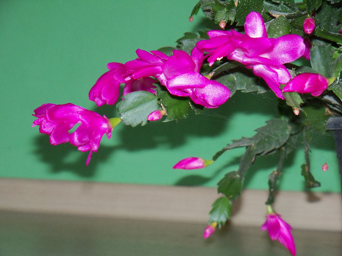 101_5943 - SCHLUMBERGERA TRUNCATA