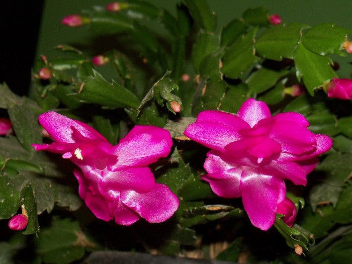 101_5939 - SCHLUMBERGERA TRUNCATA