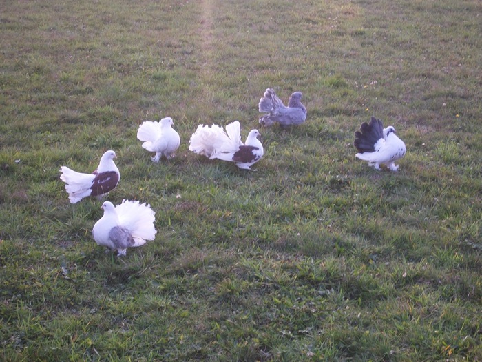 ALIM0060 - Nunta varului meu 4 noiembrie 2012