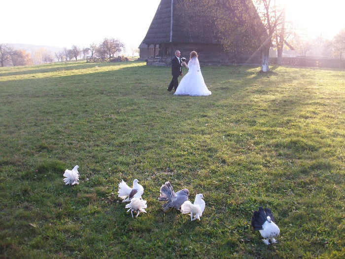 ALIM0081 - Nunta varului meu 4 noiembrie 2012