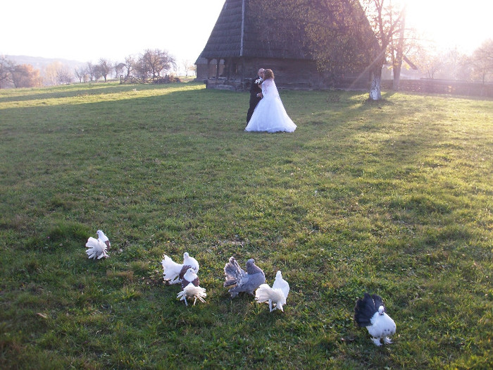 ALIM0082 - Nunta varului meu 4 noiembrie 2012