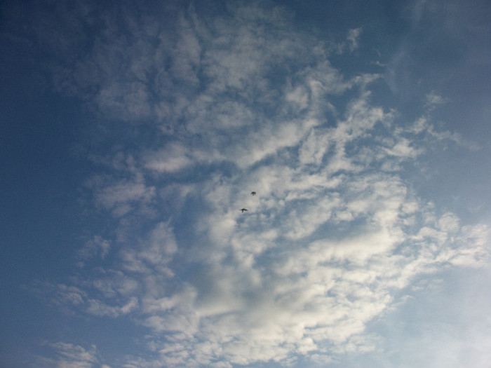 ALIM0099 - Nunta varului meu 4 noiembrie 2012