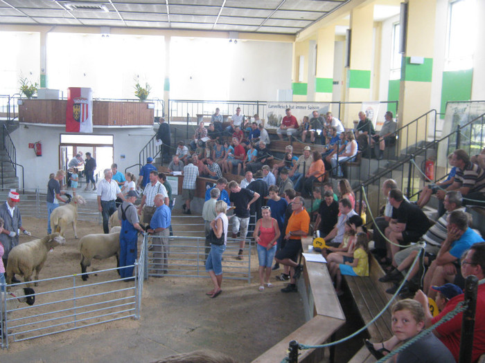 wels-licitatie berbeci nov-2012