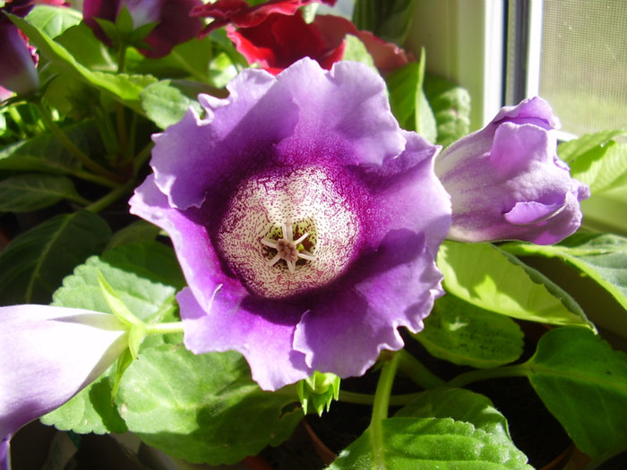 012 - gloxinia din seminte 2012