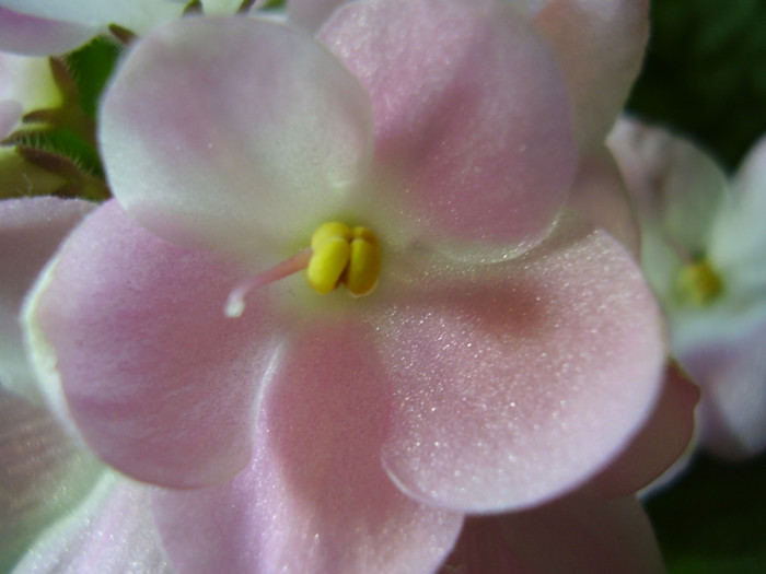 002 - violete 2012