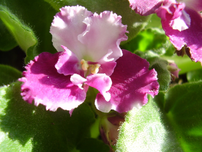 010 - violete 2012