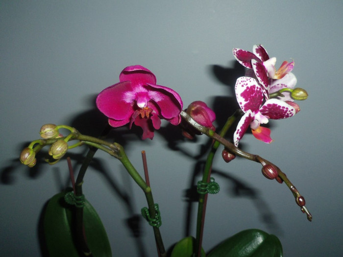 06 nov. 2012 - 2012 Orhidee