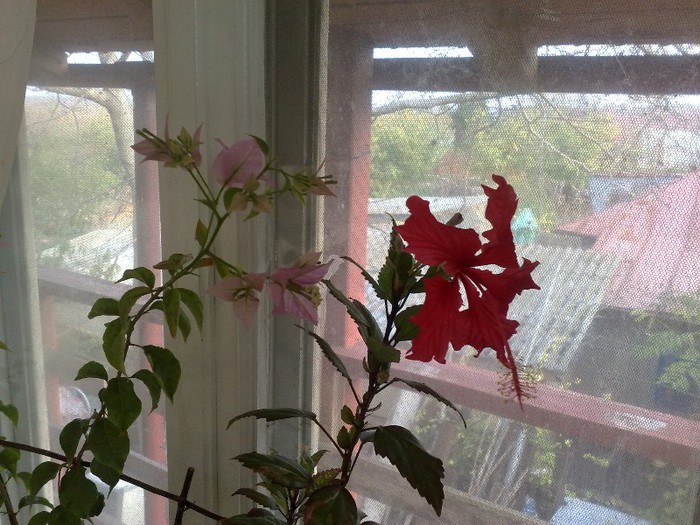 04112012 - BOUGAINVILLEA