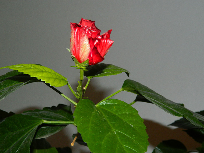 DSCN1056