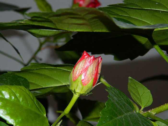 DSCN1059