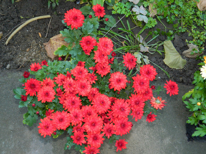 DSCN1097