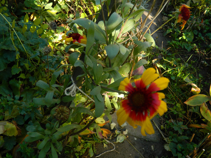 DSCN1105