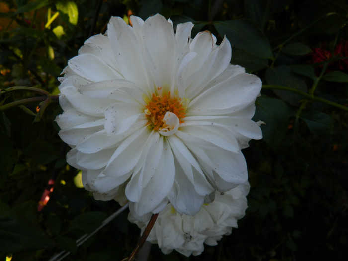 DSCN1142