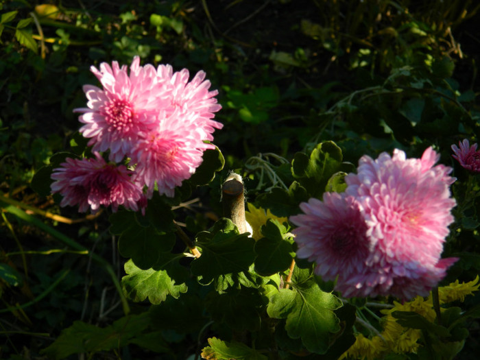 DSCN1154