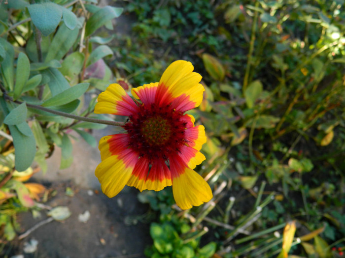 DSCN1174