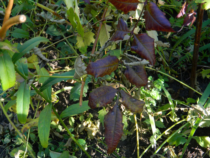 DSCN1178