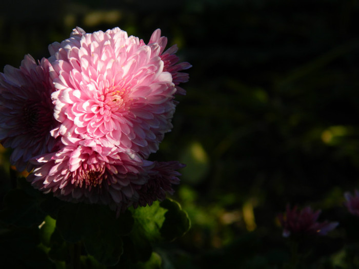 DSCN1179