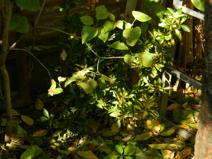 DSCN1185