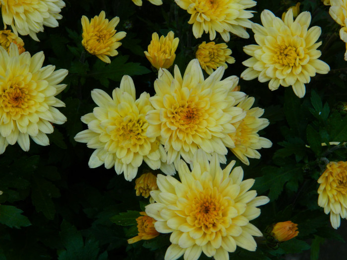 DSCN1198