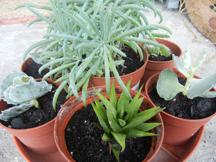 Succulent plants, 04nov2012 - SUCCULENTS and CACTI
