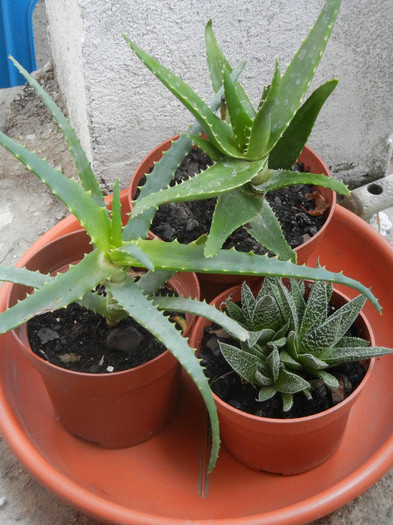 Succulent plants, 04nov2012 - SUCCULENTS and CACTI